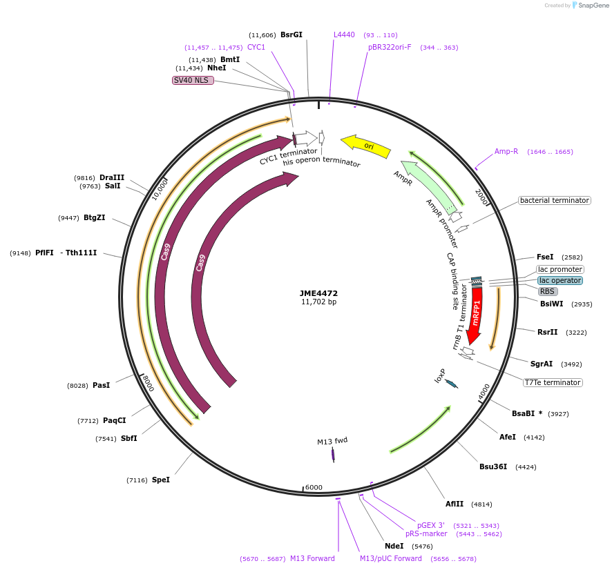 129658-plasmid-map-sequence-id-256285