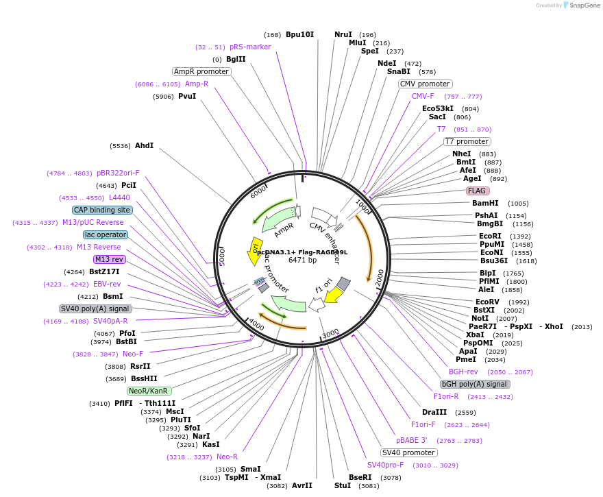 128101-plasmid-map-sequence-id-256359