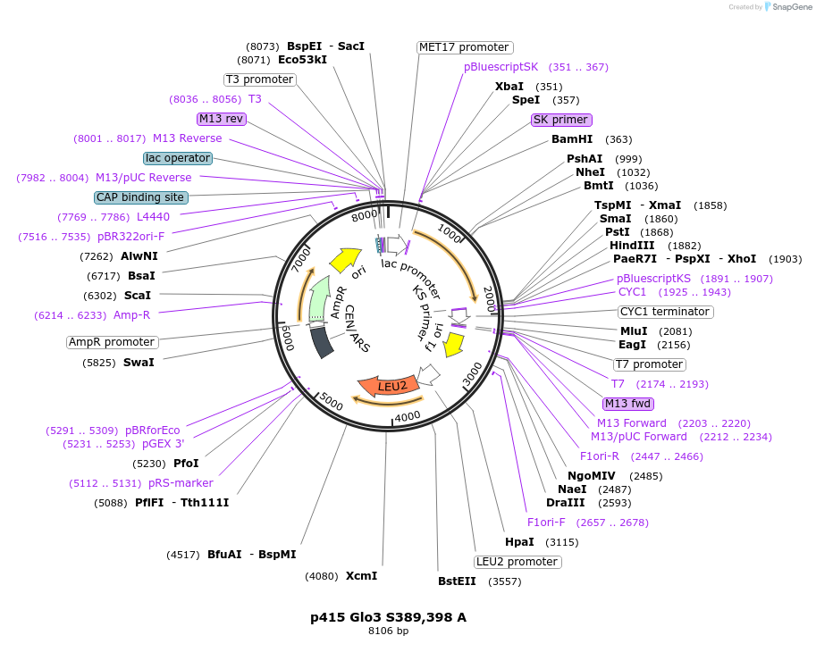 129485-plasmid-map-sequence-id-256364