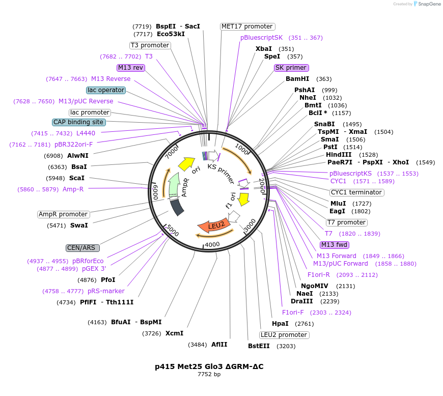 129487-plasmid-map-sequence-id-256370