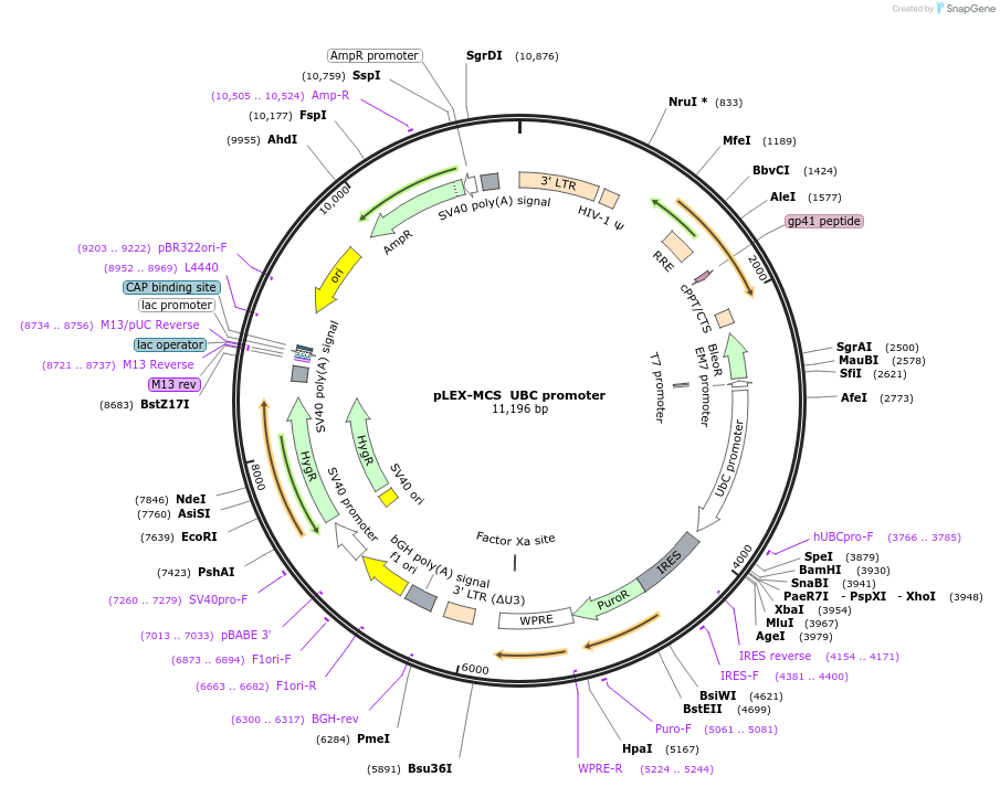 128045-plasmid-map-sequence-id-256398