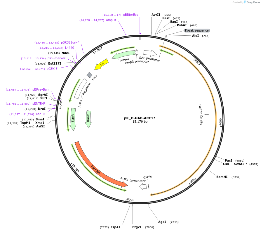 126740-plasmid-map-sequence-id-256438