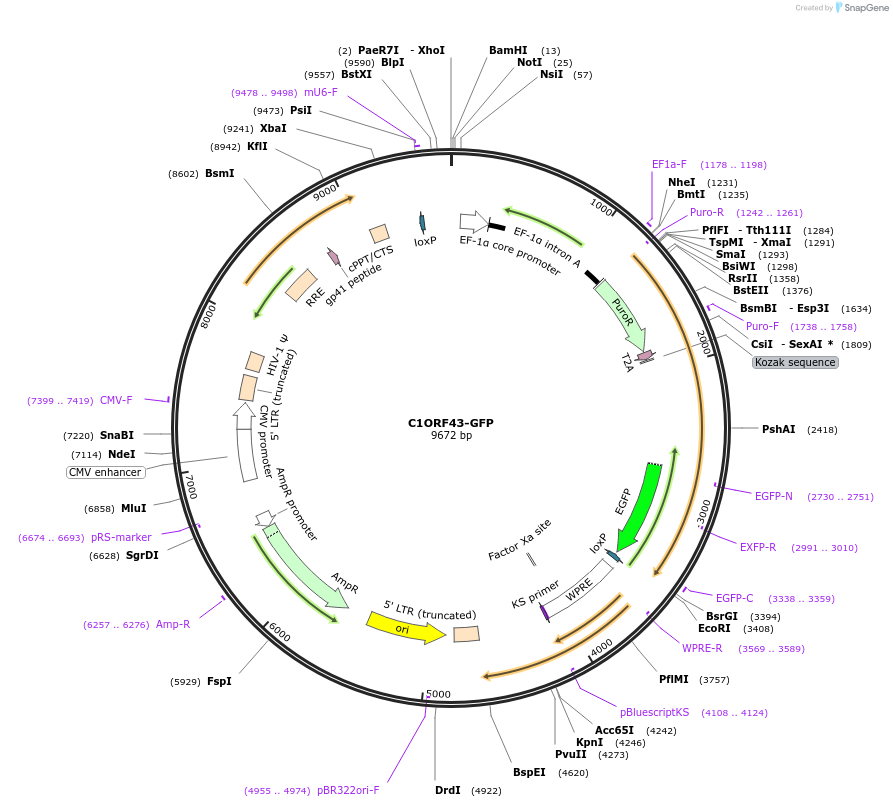 130879-plasmid-map-sequence-id-256439