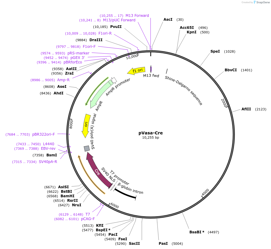 15885-plasmid-map-sequence-id-256442