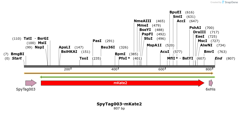 256443_map