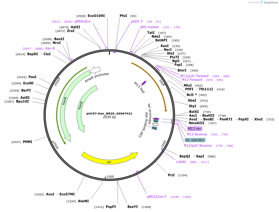 121217-plasmid-map-sequence-id-256445