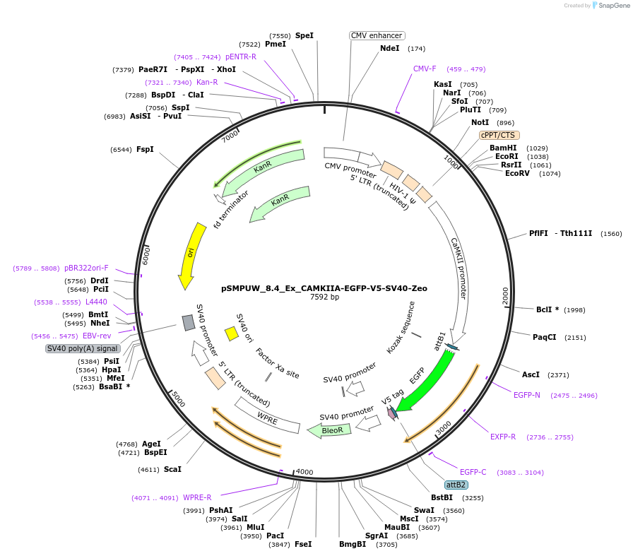 128464-plasmid-map-sequence-id-256447