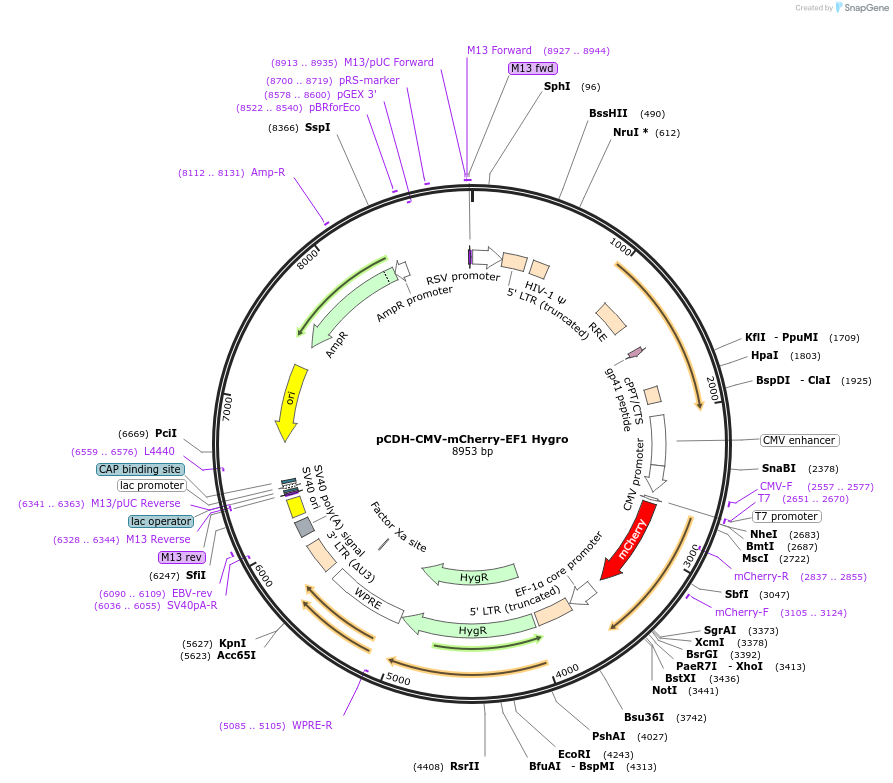 129440-plasmid-map-sequence-id-256449