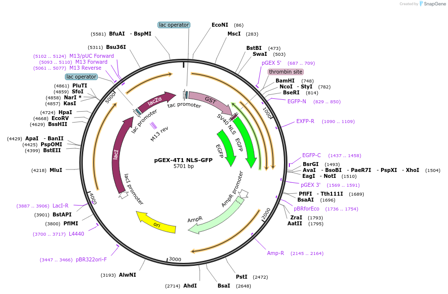 129441-plasmid-map-sequence-id-256454
