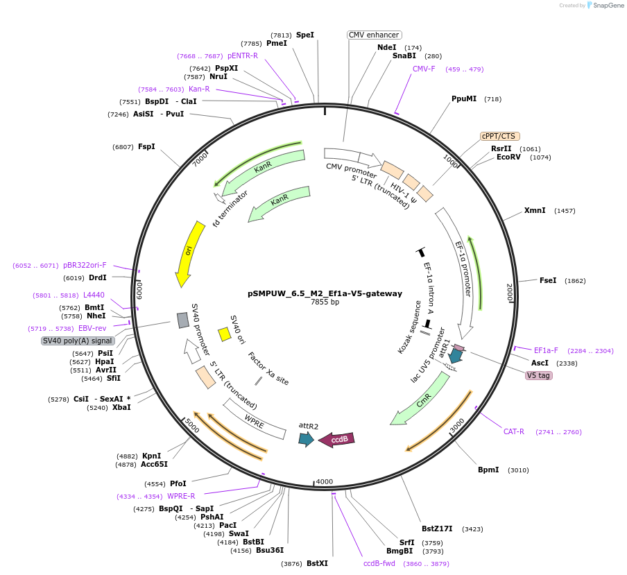 128441-plasmid-map-sequence-id-256457