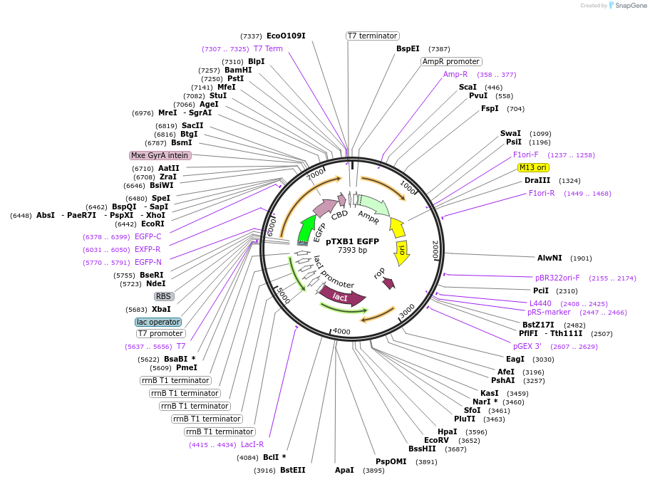 129442-plasmid-map-sequence-id-256468