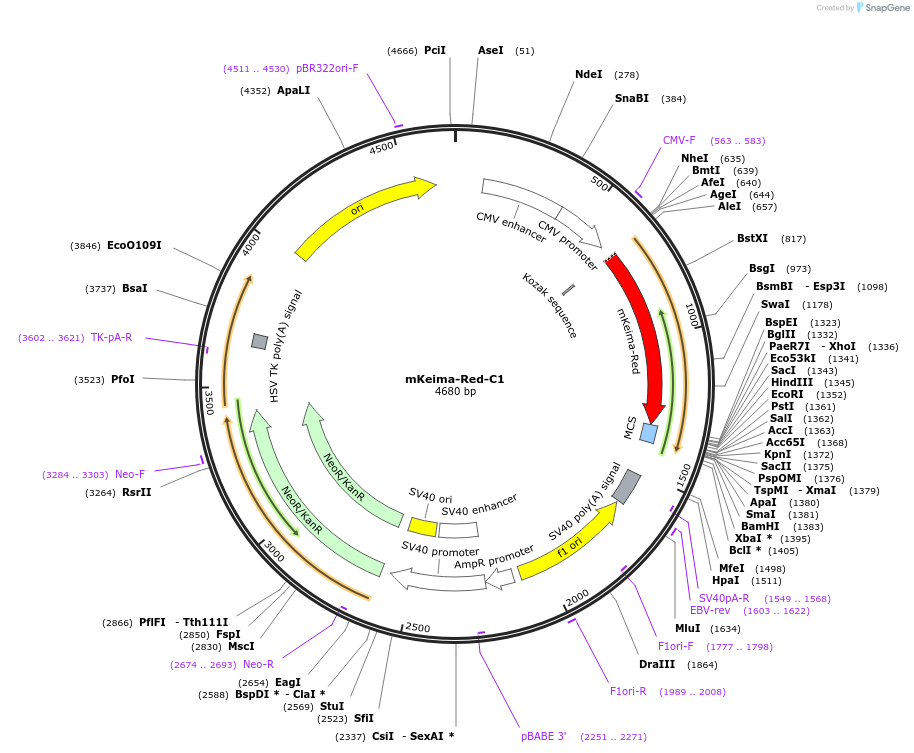 54546-plasmid-map-sequence-id-256470