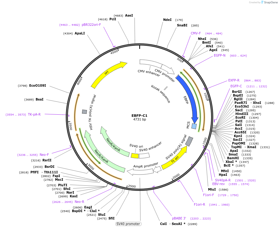 54738-plasmid-map-sequence-id-256475