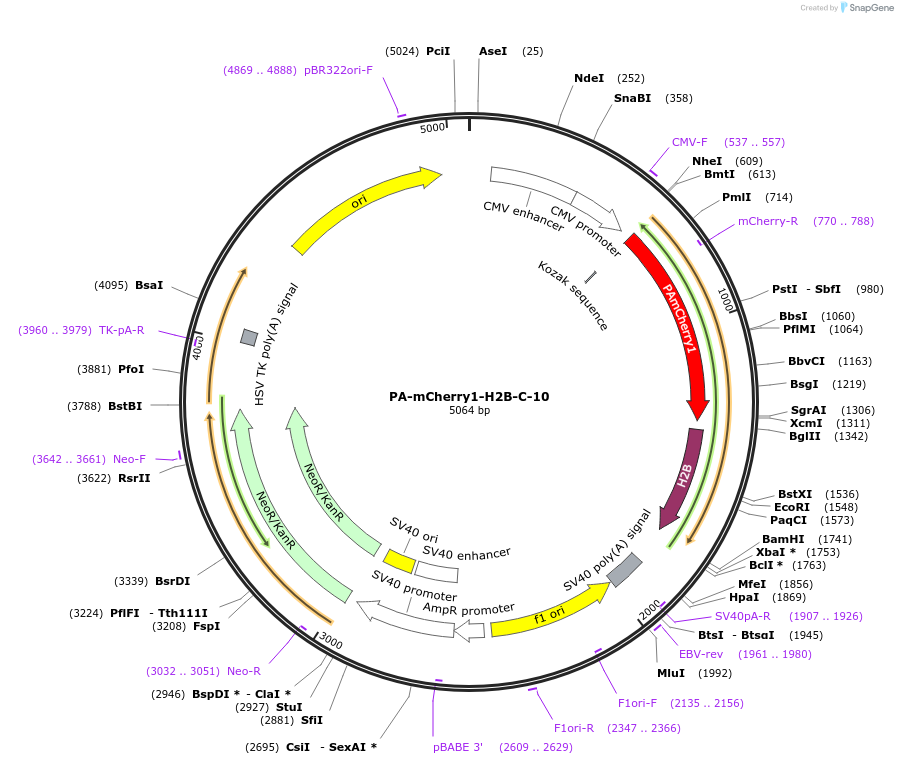 57181-plasmid-map-sequence-id-256477
