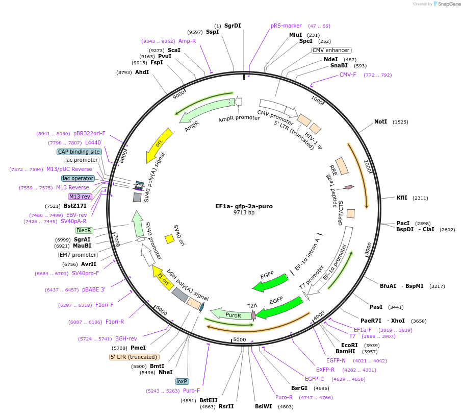 129443-plasmid-map-sequence-id-256478