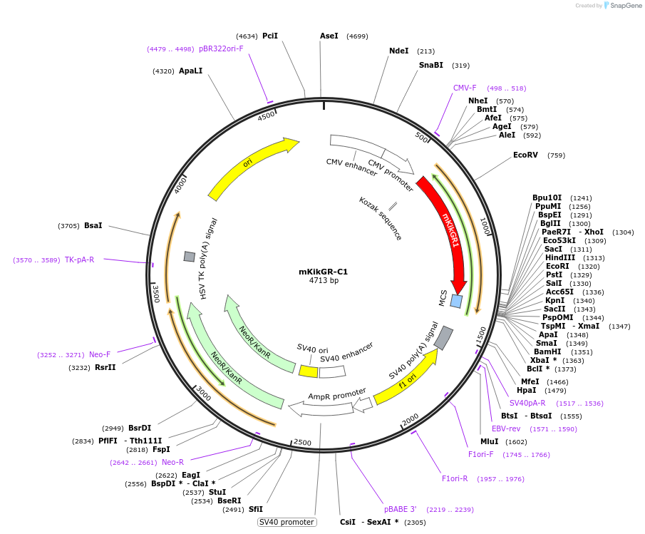 54656-plasmid-map-sequence-id-256486