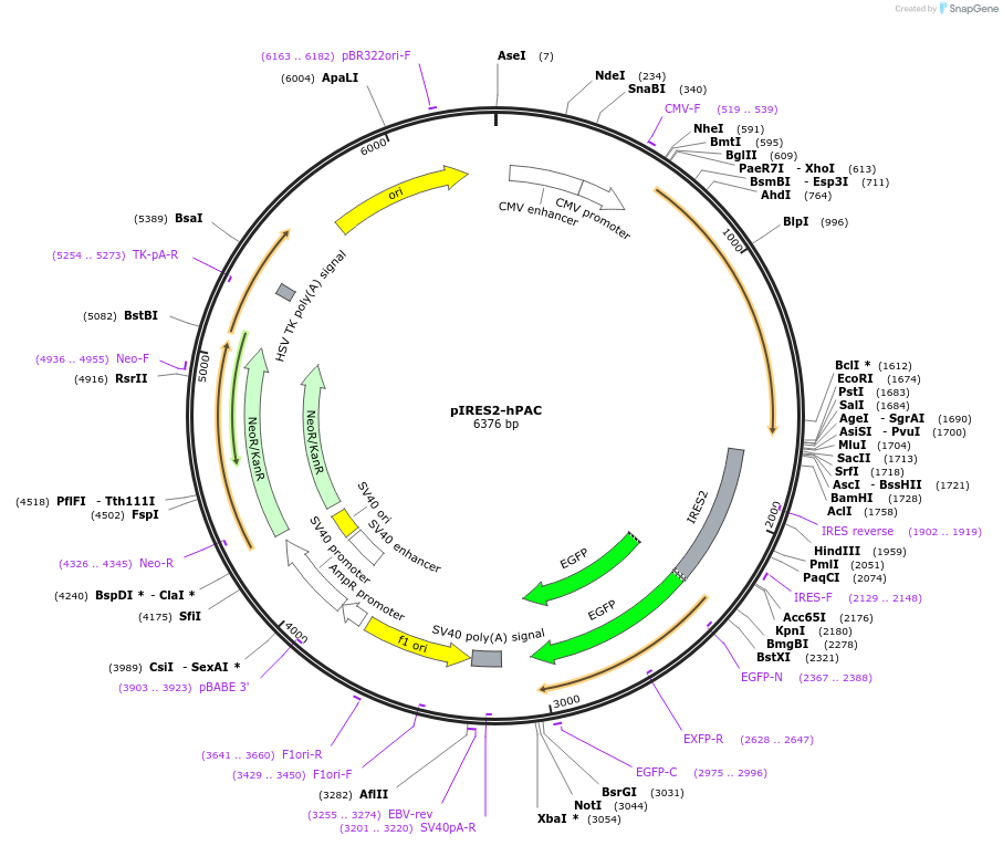 129488-plasmid-map-sequence-id-256539