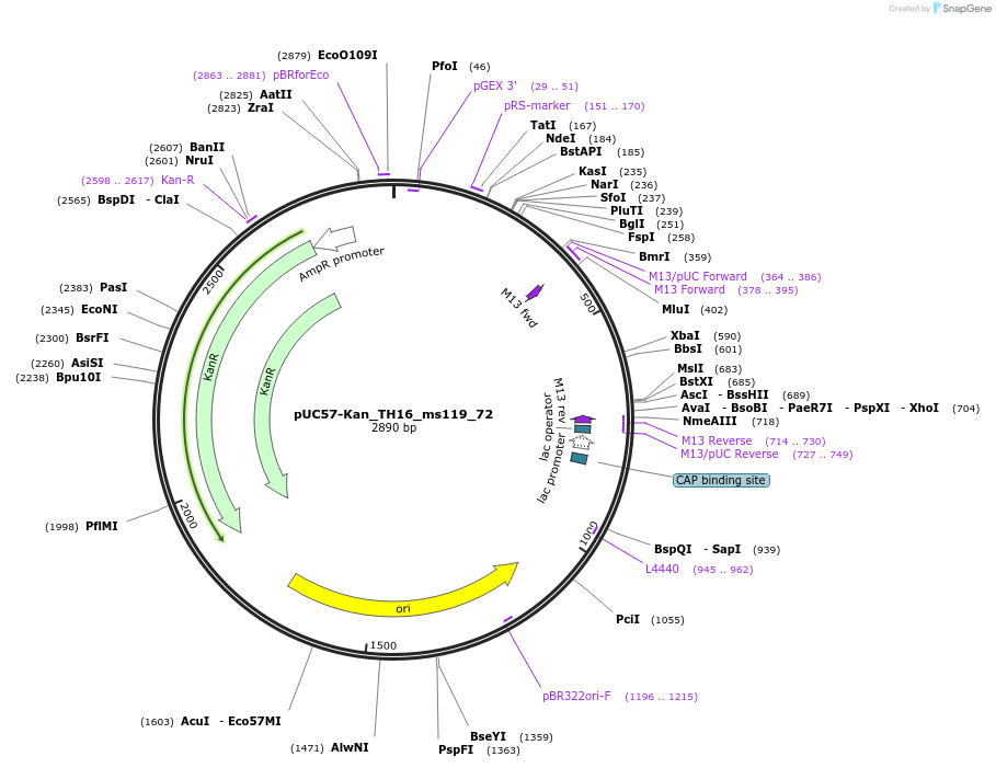 121379-plasmid-map-sequence-id-256541