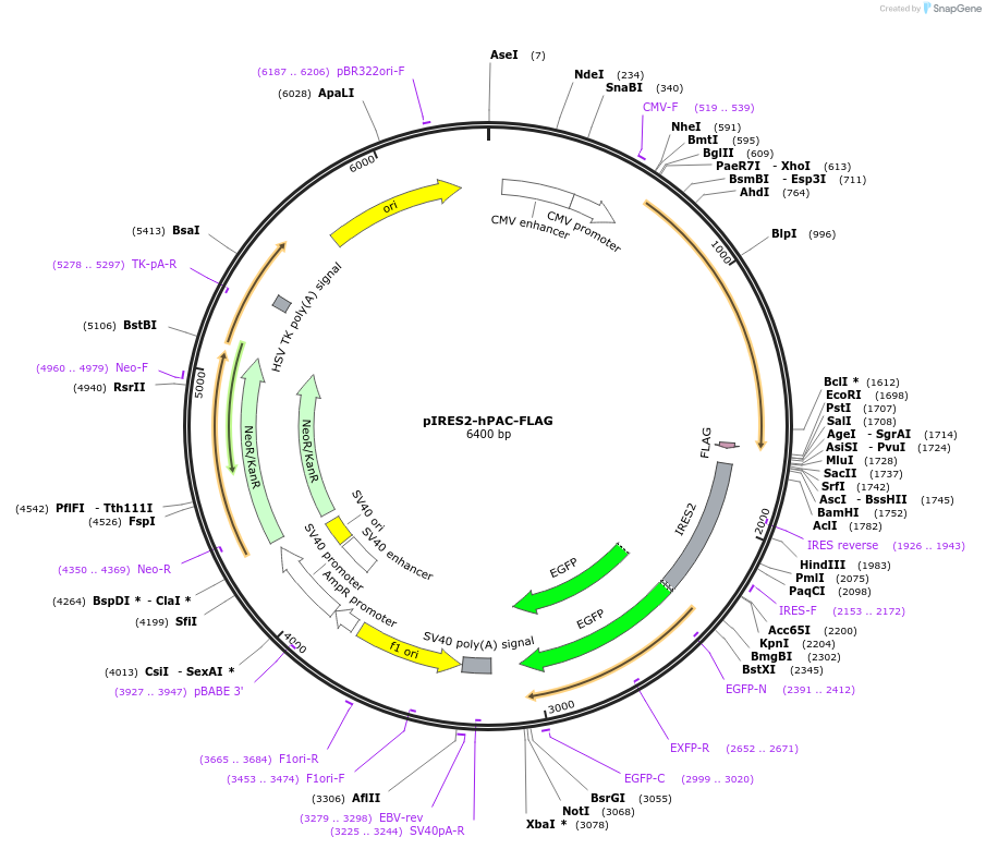 129494-plasmid-map-sequence-id-256542
