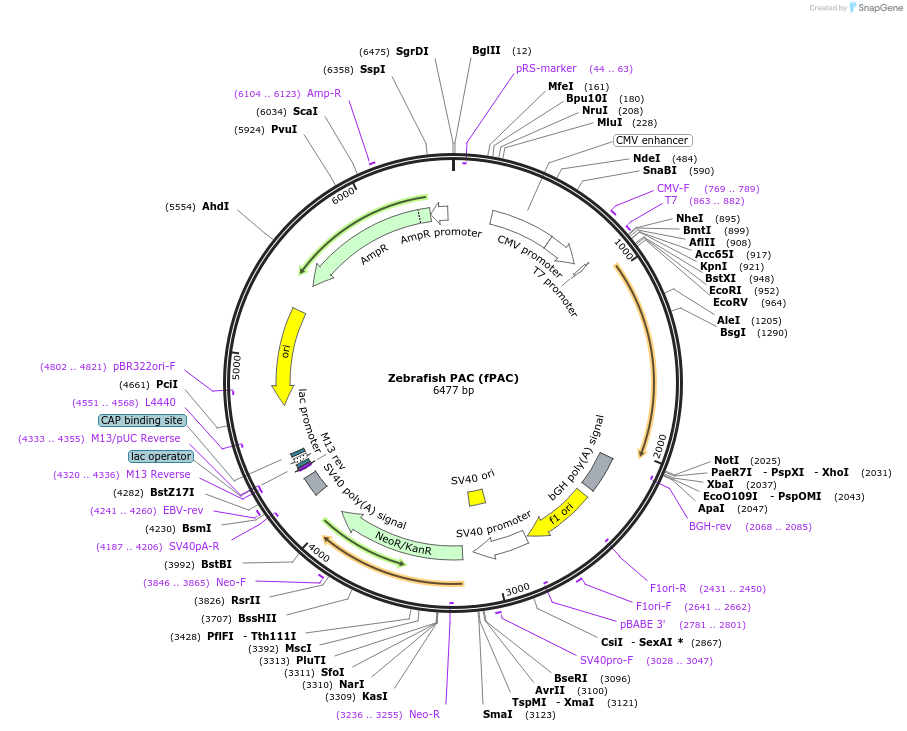 129498-plasmid-map-sequence-id-256574