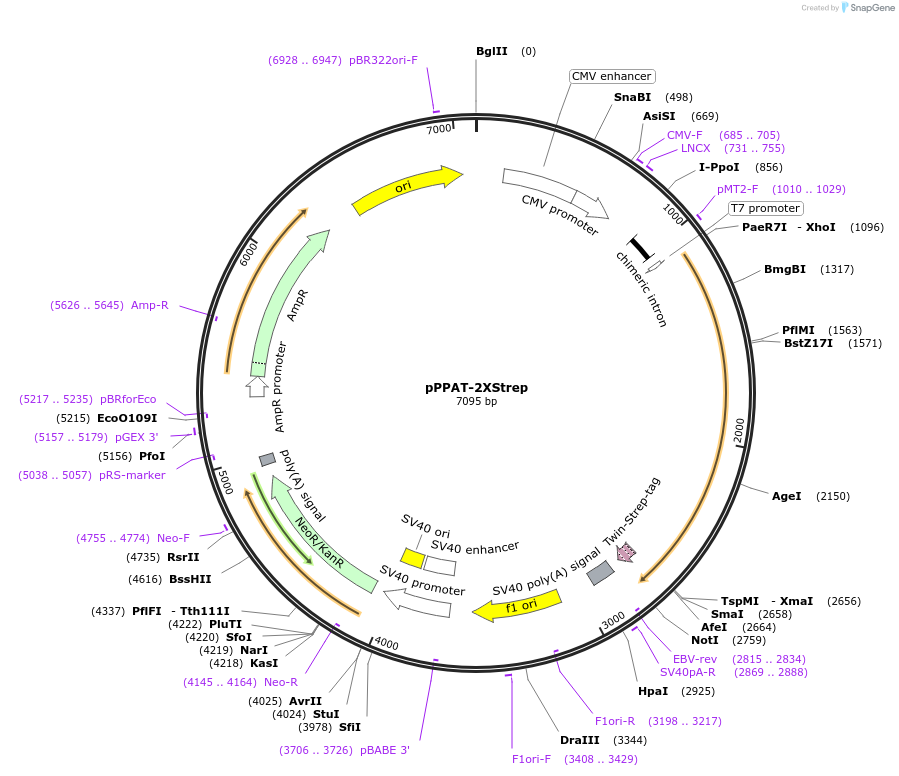 125620-plasmid-map-sequence-id-256582