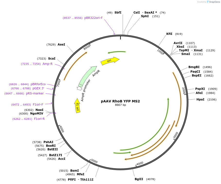 131777-plasmid-map-sequence-id-256601