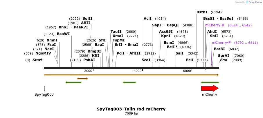 256626_map