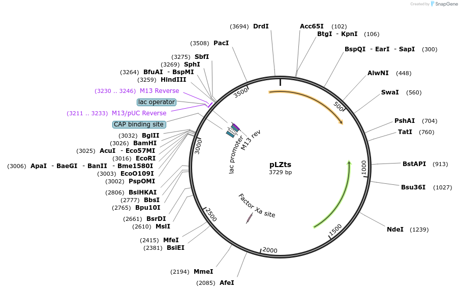 128799-plasmid-map-sequence-id-256647