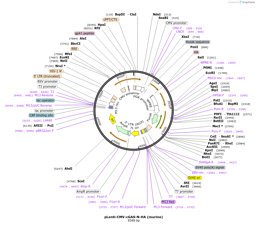 130916-plasmid-map-sequence-id-256657