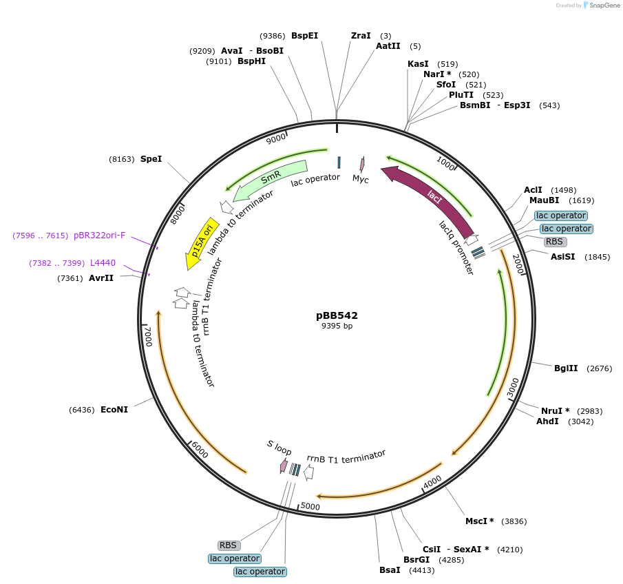27395-plasmid-map-sequence-id-256659