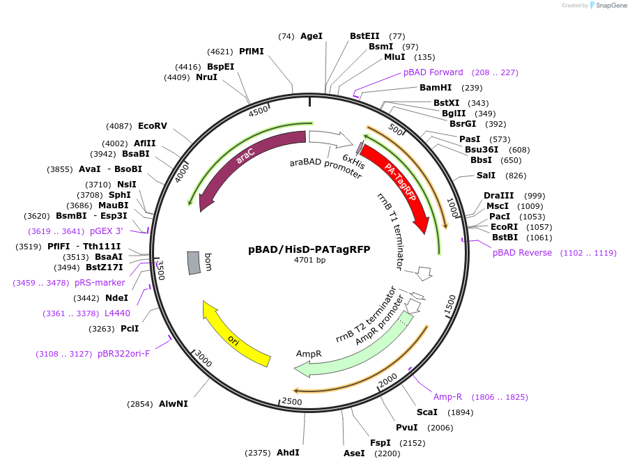 31945-plasmid-map-sequence-id-256668
