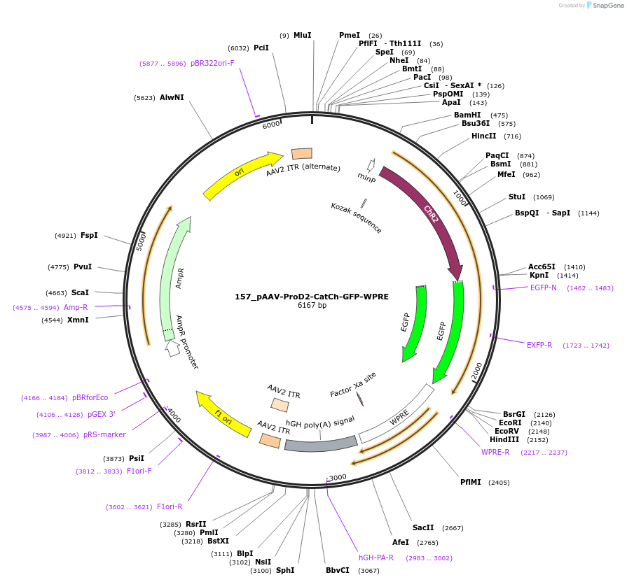 125978-plasmid-map-sequence-id-256674