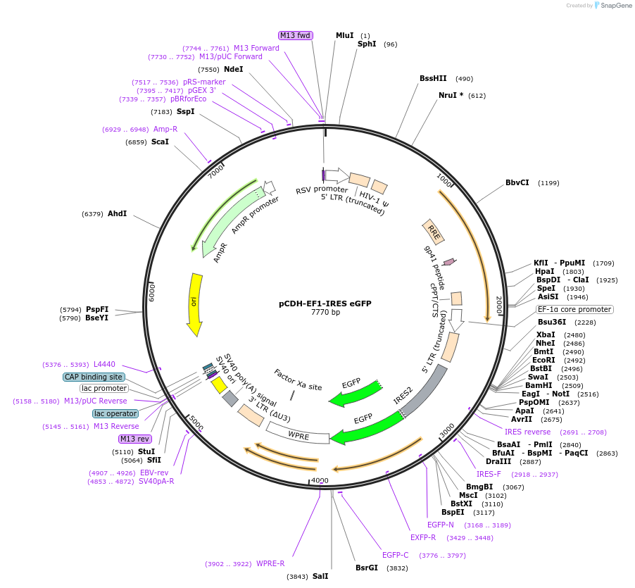 128059-plasmid-map-sequence-id-256675