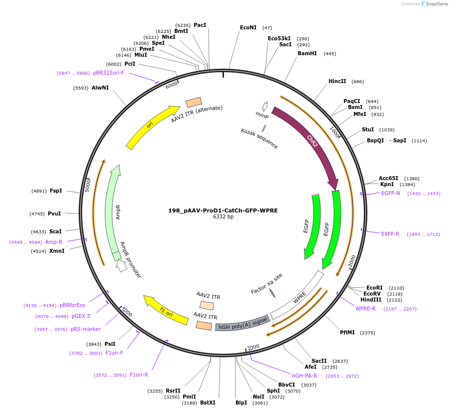 125977-plasmid-map-sequence-id-256676