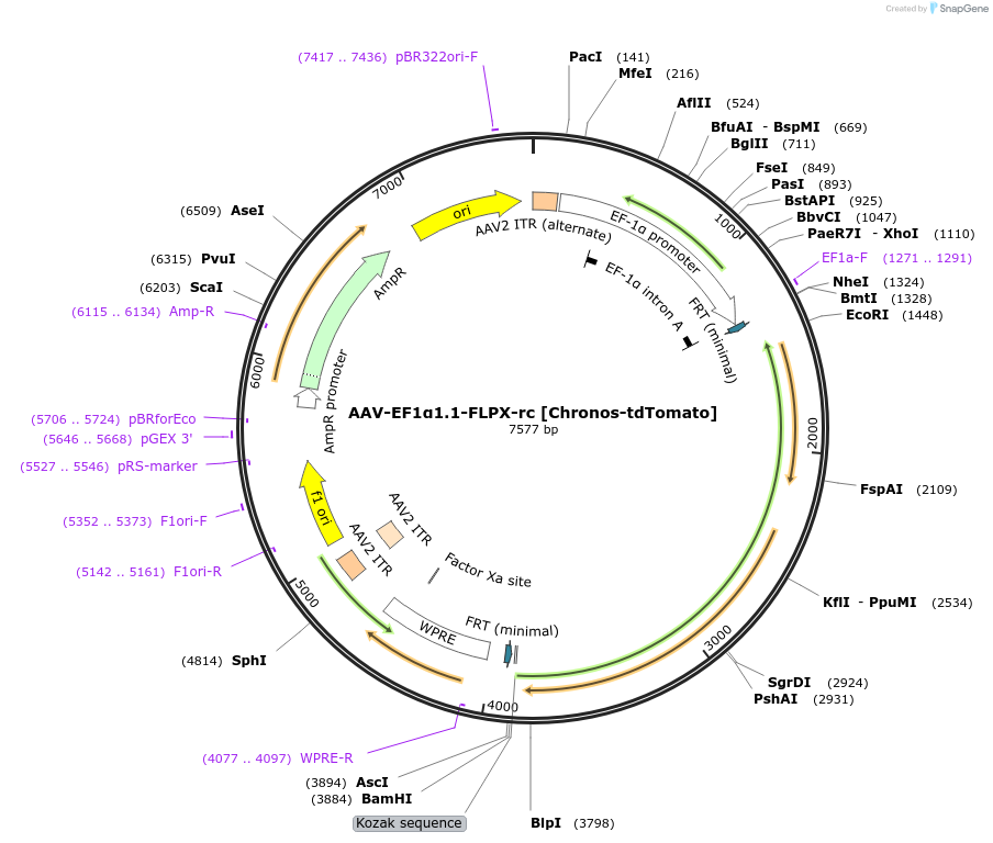 122103-plasmid-map-sequence-id-256678