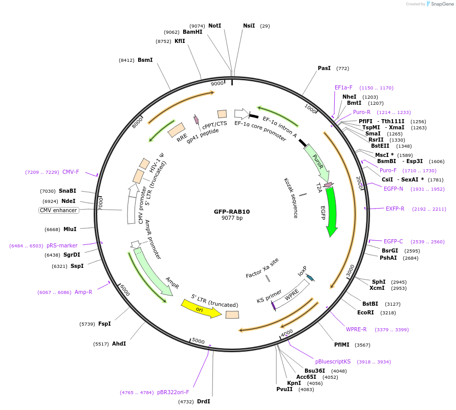 130883-plasmid-map-sequence-id-256720