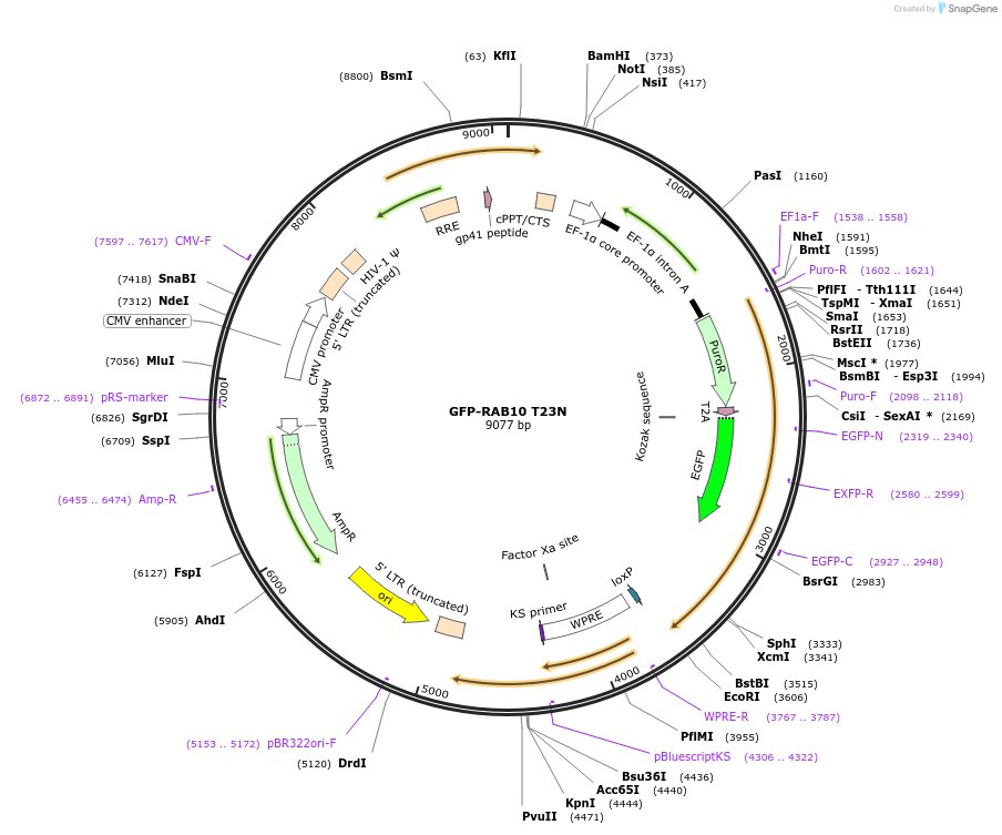 130885-plasmid-map-sequence-id-256721