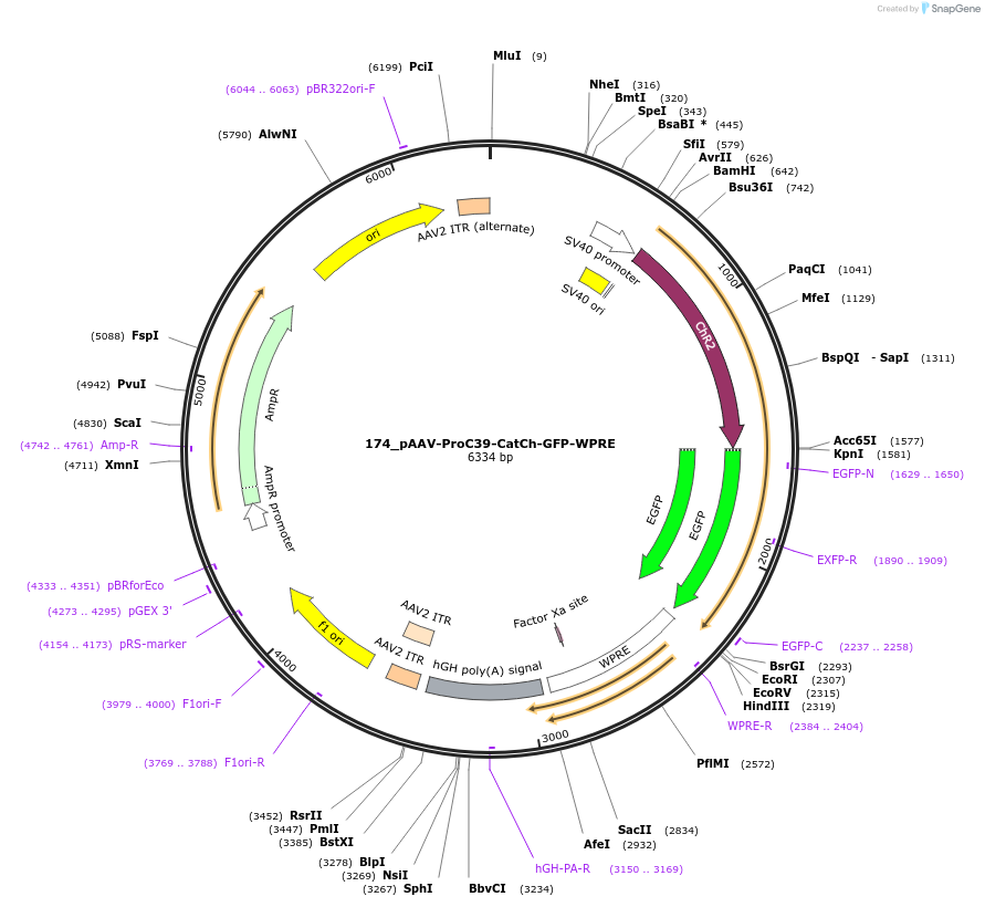 125973-plasmid-map-sequence-id-256722