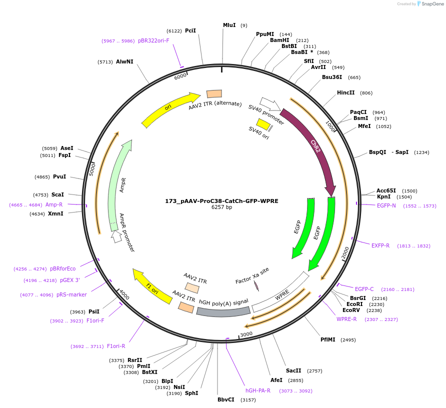 125972-plasmid-map-sequence-id-256723