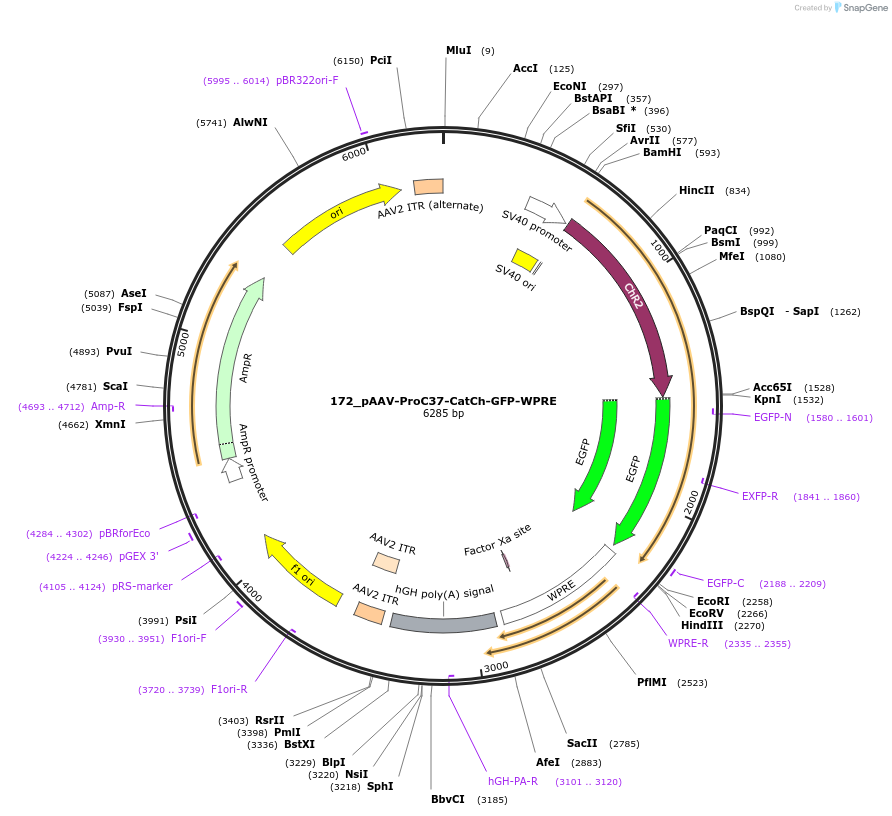125971-plasmid-map-sequence-id-256724
