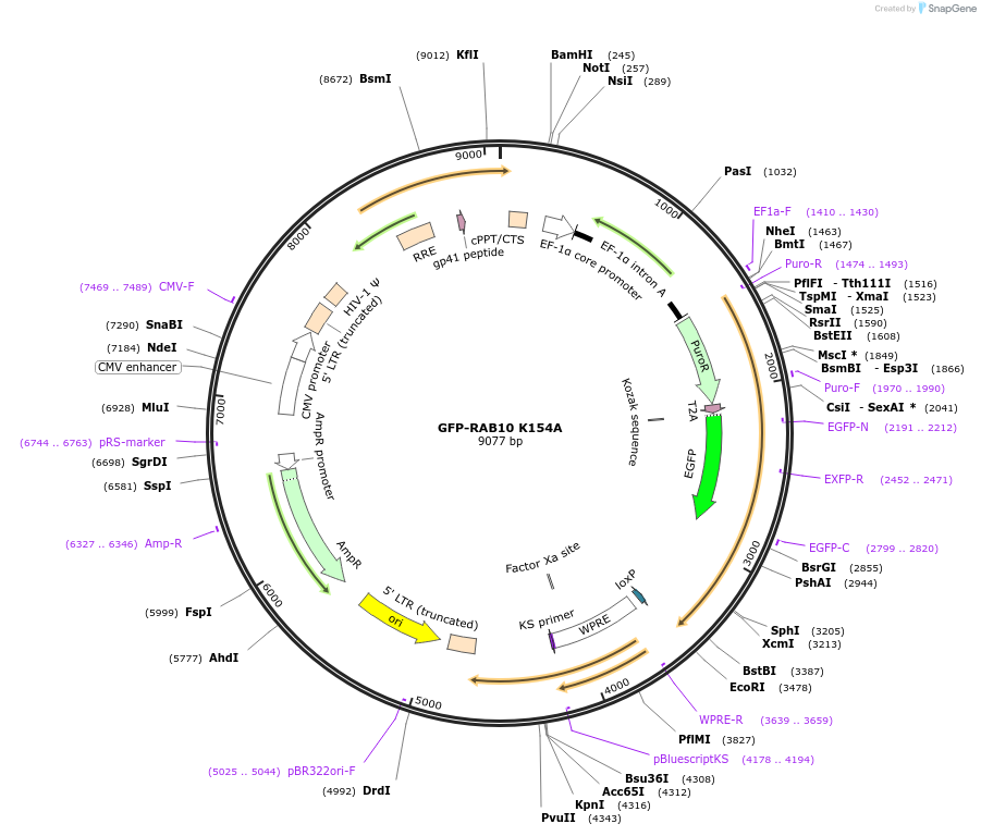130886-plasmid-map-sequence-id-256725
