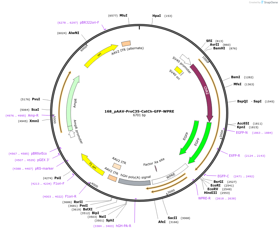 125969-plasmid-map-sequence-id-256727