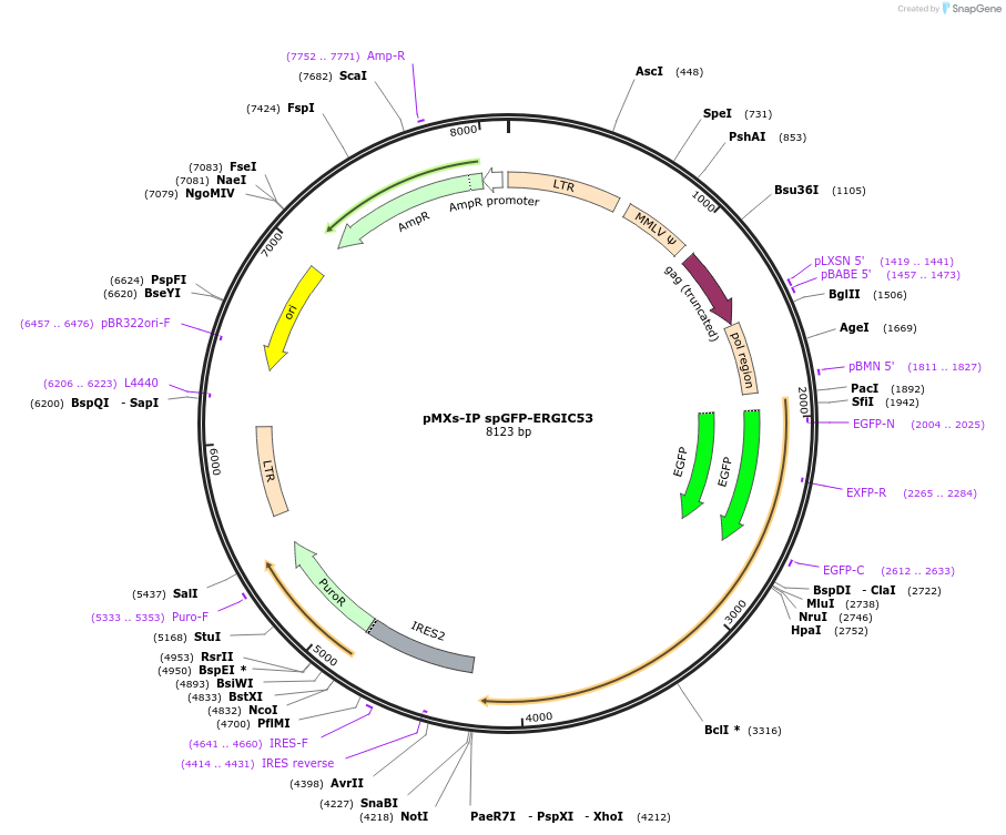 38270-plasmid-map-sequence-id-256731