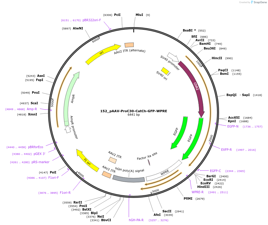 125965-plasmid-map-sequence-id-256734
