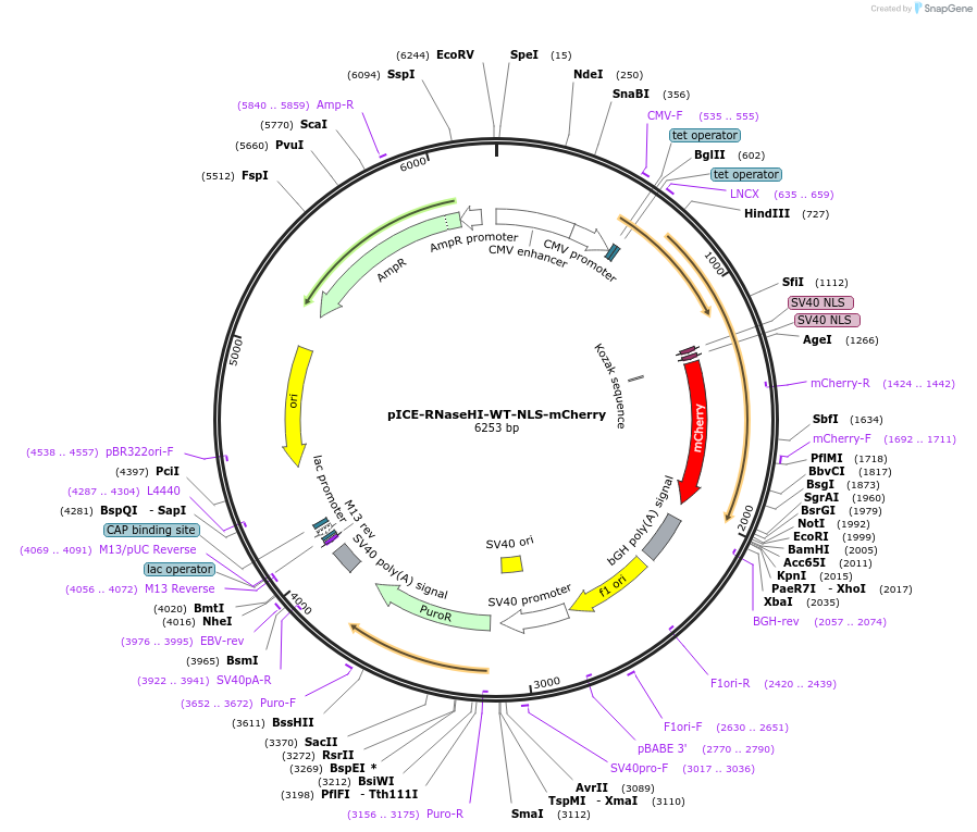 60365-plasmid-map-sequence-id-256737