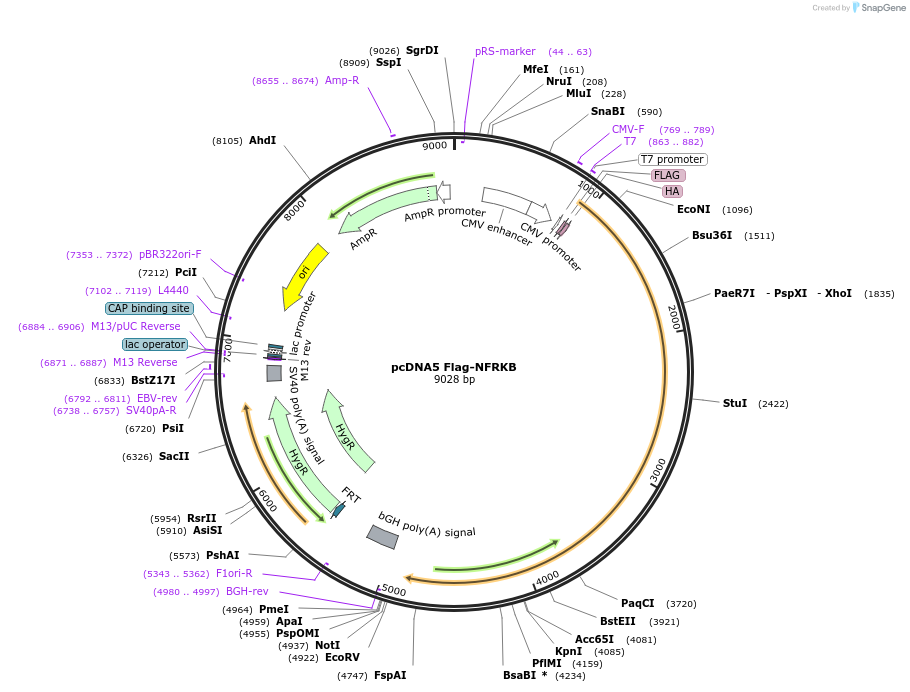 19789-plasmid-map-sequence-id-256738