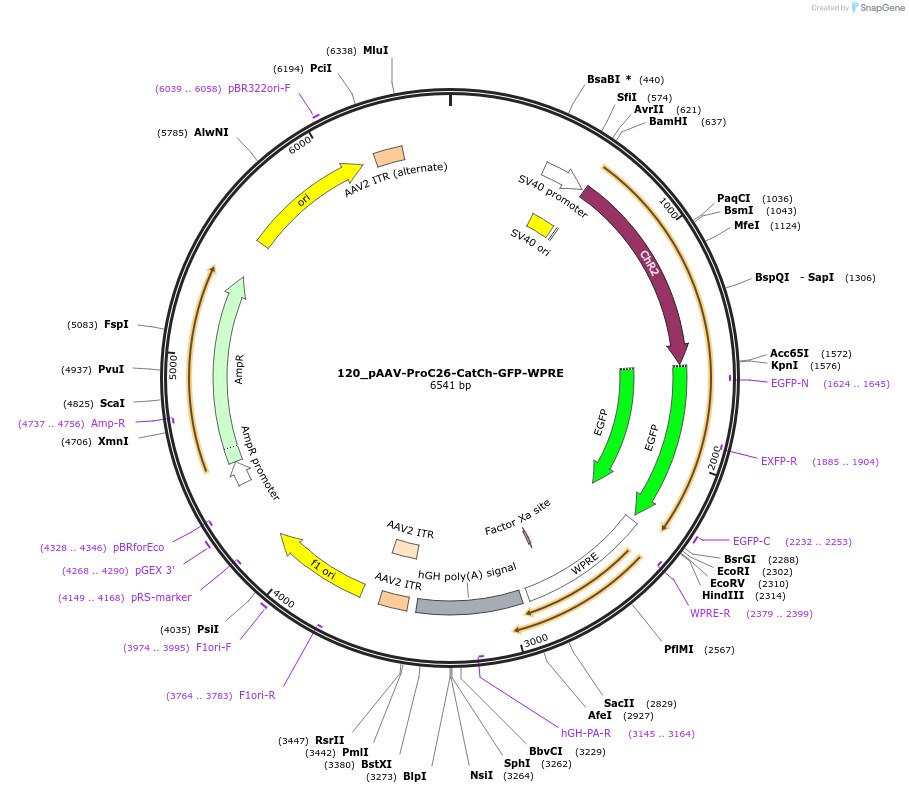 125961-plasmid-map-sequence-id-256739