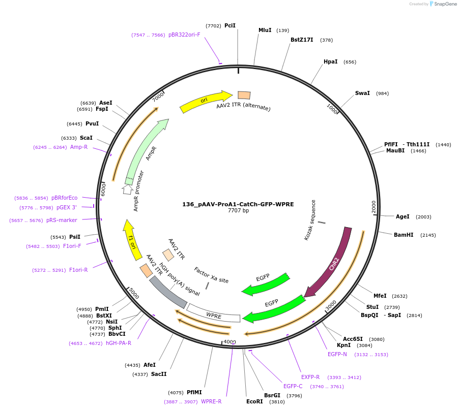 125886-plasmid-map-sequence-id-256746