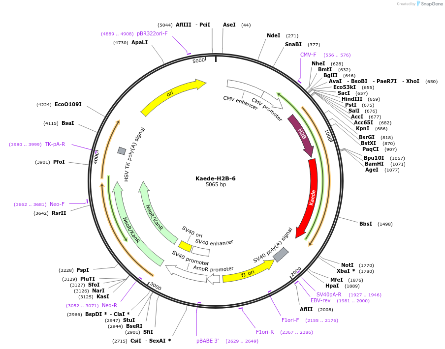 57316-plasmid-map-sequence-id-256752