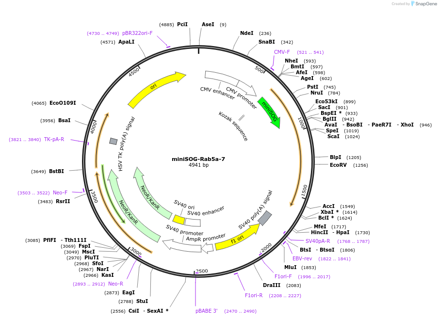 57774-plasmid-map-sequence-id-256755